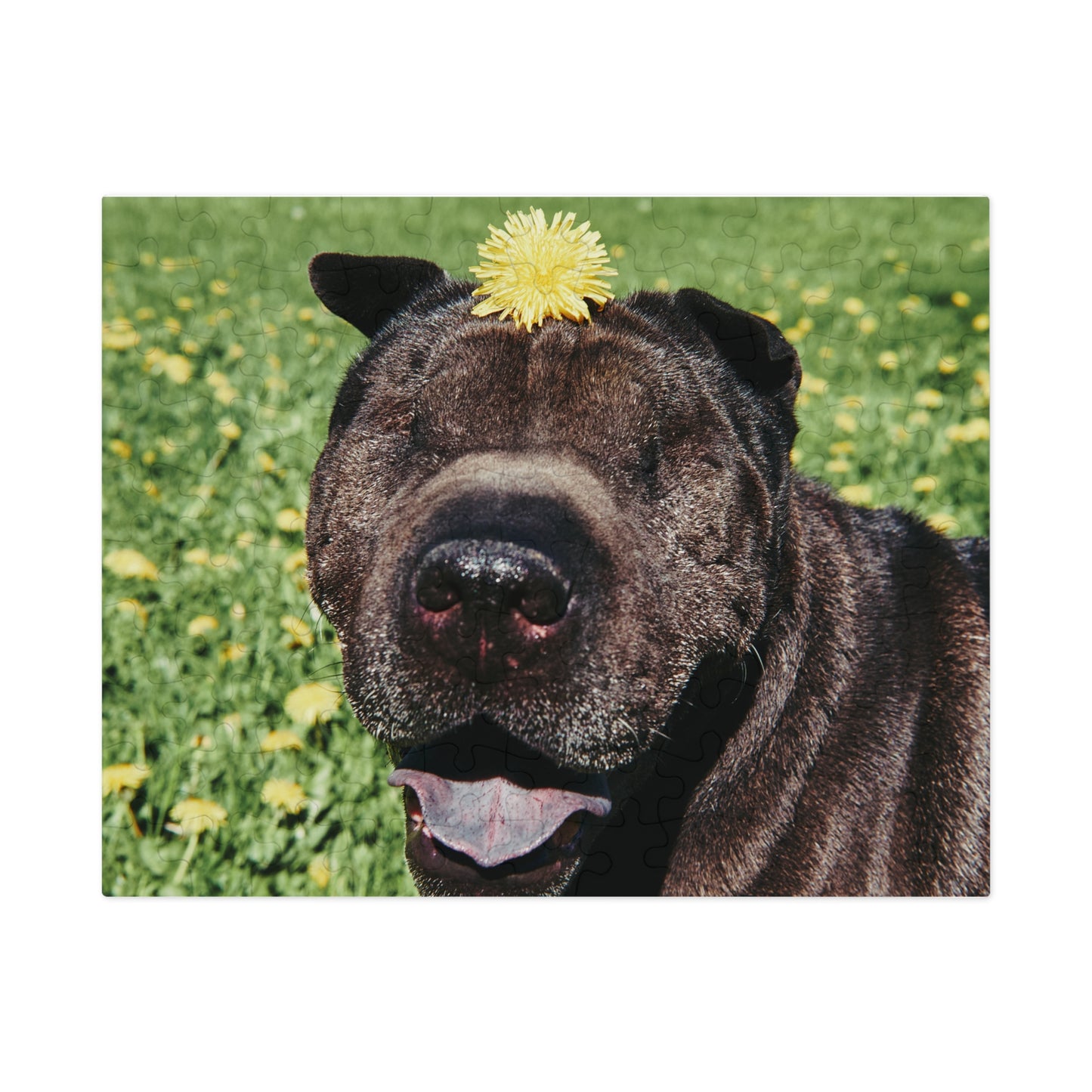 Children's Smiling Shar Pei Jigsaw Puzzle - 30/110/252 Pieces