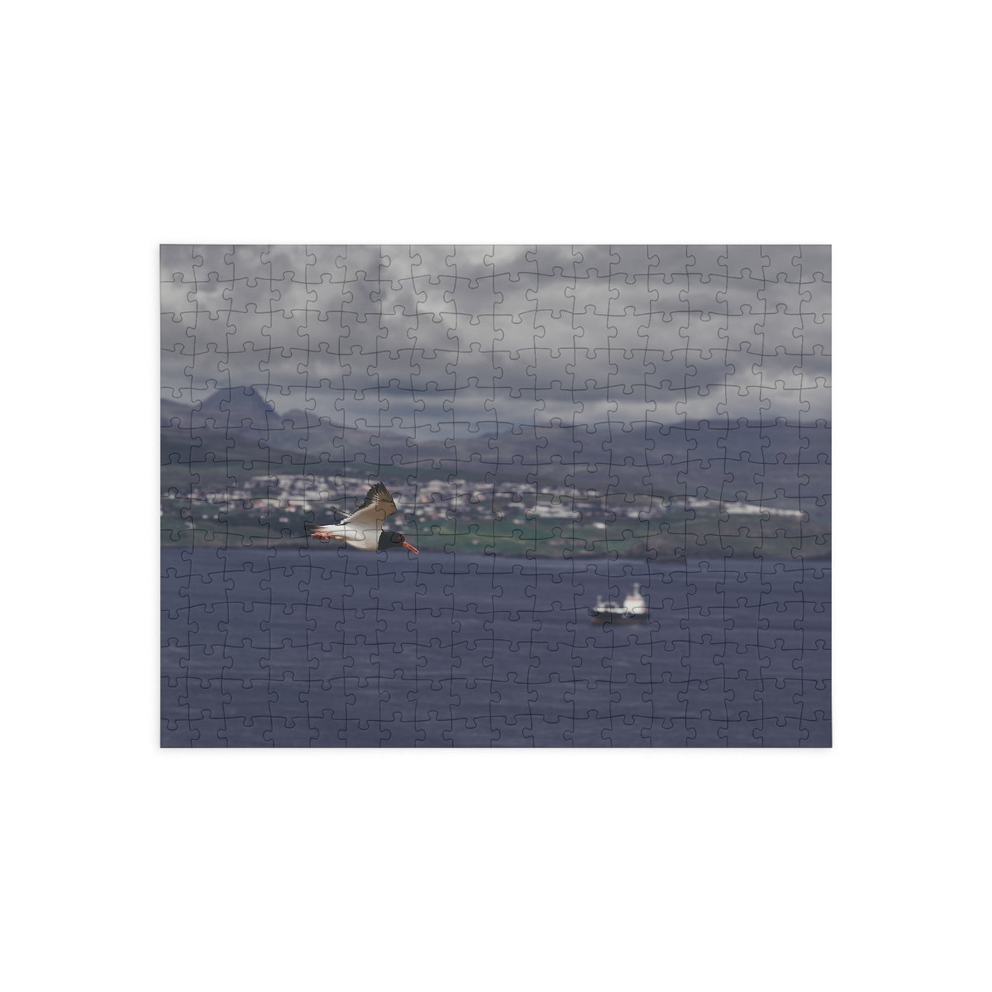 Puzzle - Oystercatcher in Flight Tórshavn, Faroe Islands - 252/500 Pieces