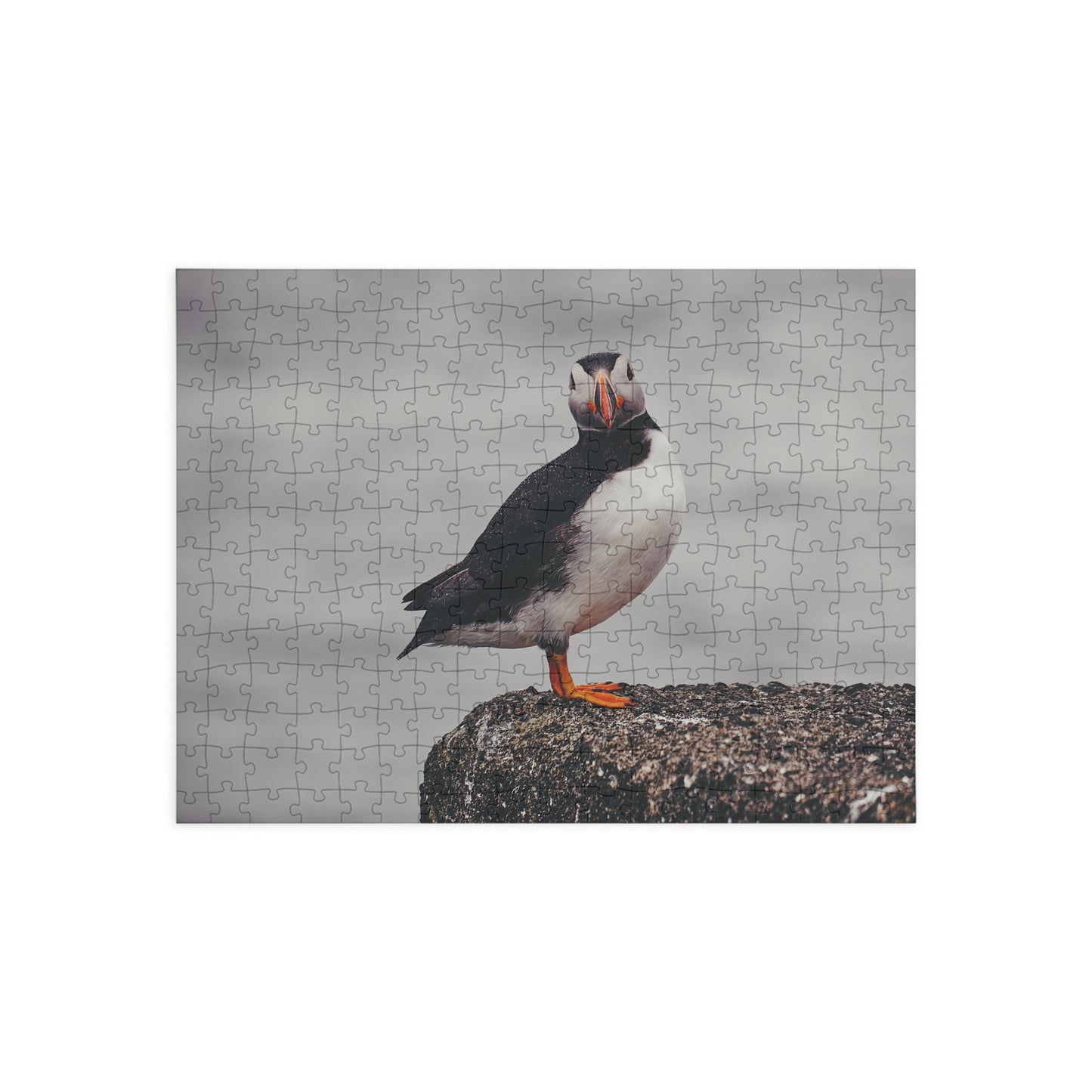 Puzzle - Puffin with Raindrops Photo by Robin Eriksson - 252/500 Pieces